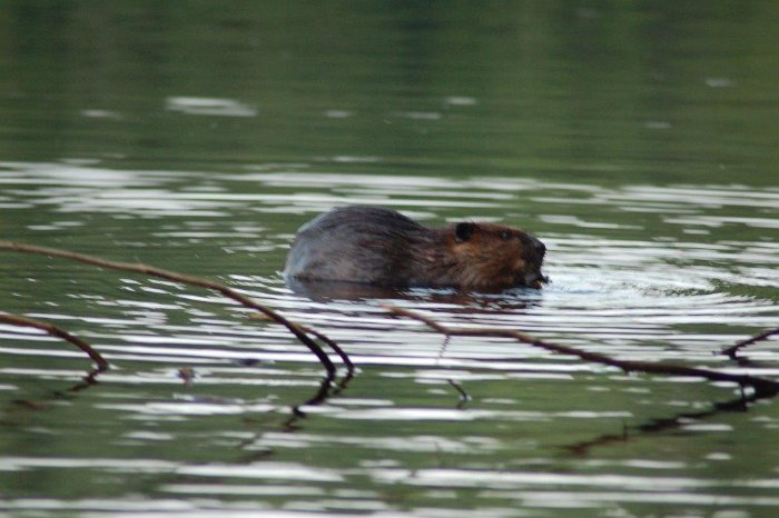 DSC_0476 - Bilder der letzten Wochen - Immobilie in Kanada